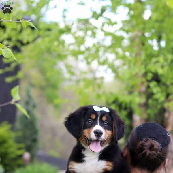Jewel, Bernese Mountain Dog Puppy